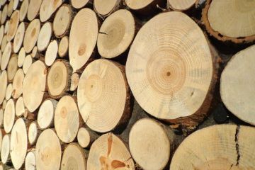 Лесоматериалы круглые - ОАО Витебсклес