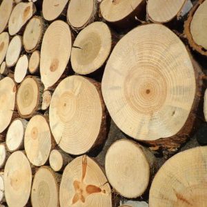 Продукция ОАО Витебсклес - Лесоматериалы круглые